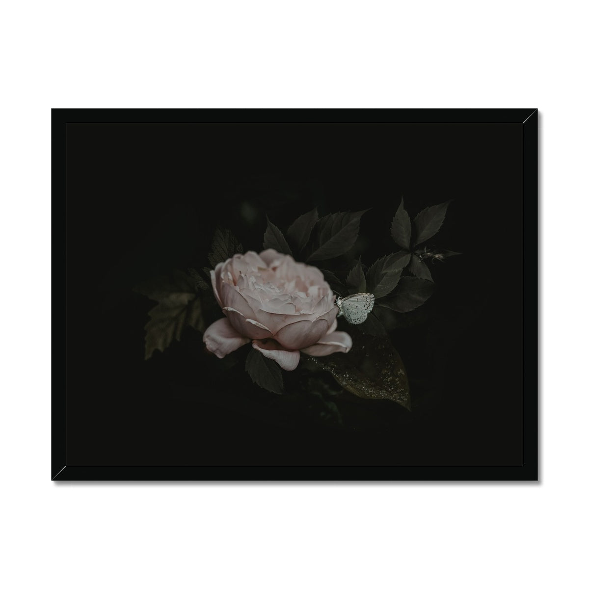 Silent Bloom | Framed Print