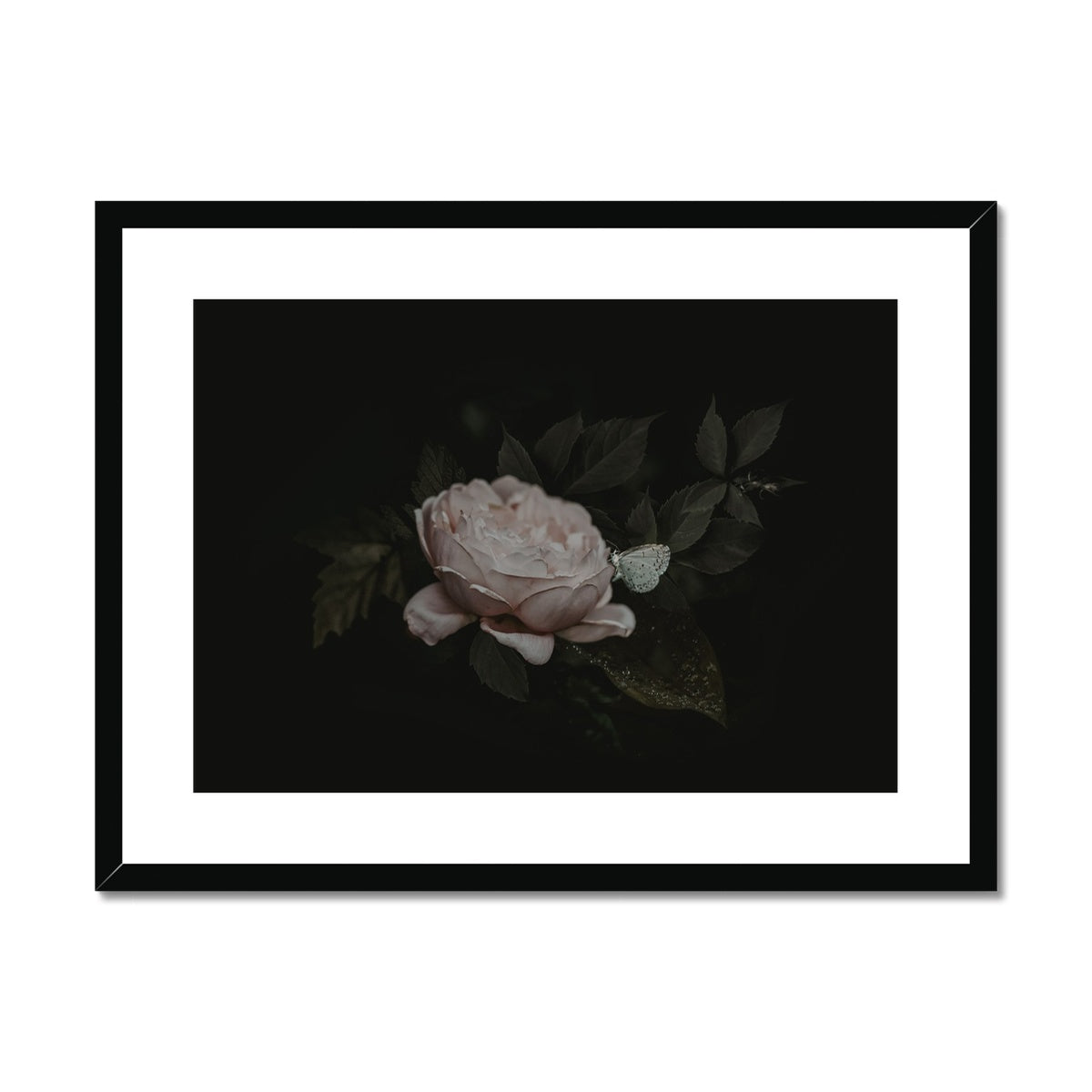 Silent Bloom | Framed & Matted Print